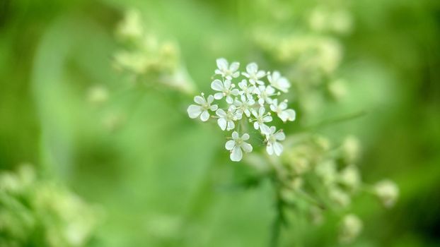 Close-up of the medicinal wild herb Achillea millefolium during flowering. Selective focus.