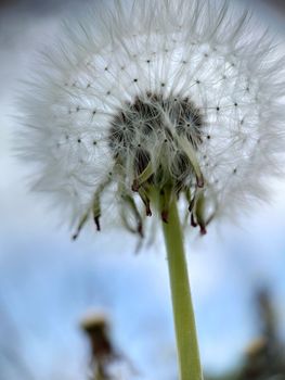 Macro.A lush round sphere of the white color of a ripe dandelion.View from an angle.Texture or background