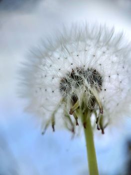 Lush spherical shape of a ripe dandelion on a blue sky background.Macrophotography.Texture or background.