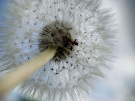 Lush spherical shape of a ripe dandelion against a blue sky.Macrophotography.Texture or background.Bottom view.