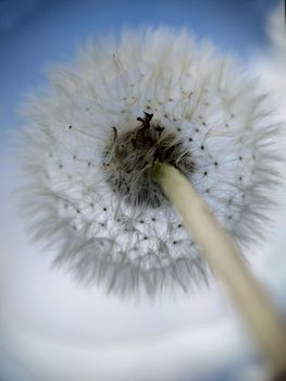 Macro.A lush round sphere of the white color of a ripe dandelion.View from an angle.Texture or background