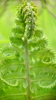 Macrophotography.Texture or background.Developing twisted leaf of a green fern