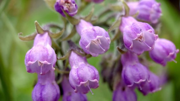 Macrophotography.Texture or background.Spring lilac bells of phlox outdoors close-up