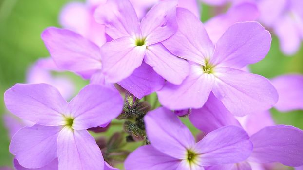 Macrophotography.Texture or background.Lilac garden phlox with a yellow-green center.