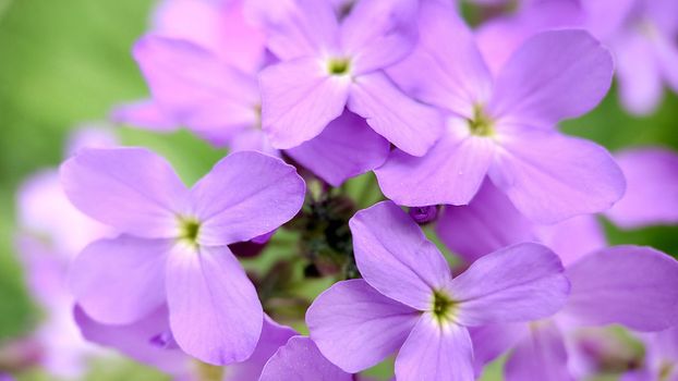 Macrophotography.Texture or background.Small blooming lilac phlox flowers close-up.