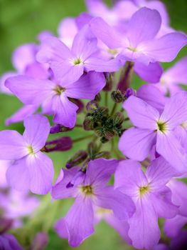 Macrophotography.Texture or background.Lilac blooming phlox flowers with a green center outdoors.