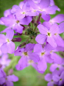 Macrophotography.Texture or background.Lilac phlox flowers blooming in spring with a green center in the open air.