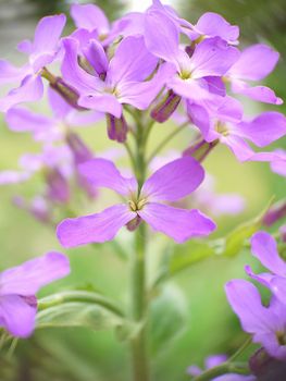 Macrophotography.Texture or background.Blooming lilac phlox in the garden close-up