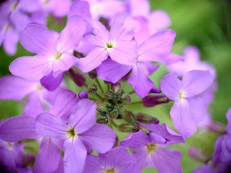 Macrophotography.Texture or background.Lilac phlox blooms in the garden in spring