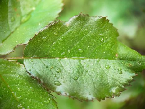 Background image of a green leaf of a young rose with raindrops in the open air.Macrophotography.Texture or background.