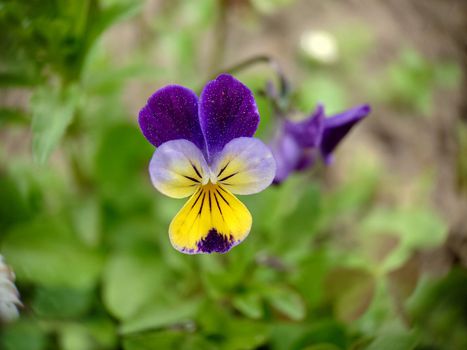 Violet tricolor blooms in the garden outdoors.Macrophotography.Texture or background.