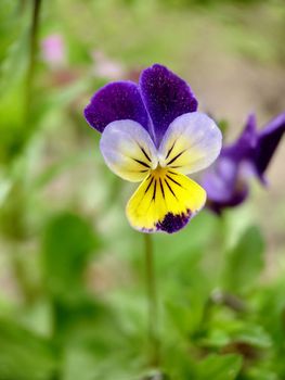 Background texture violet tricolor blooms in the garden outdoors.Macrophotography.Texture or background.