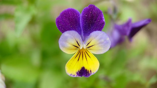 Tricolor violet flower growing outdoors close-up.Macrophotography.Texture or background.