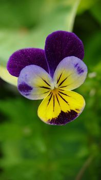 Macrophotography.Tricolor pansies growing in the garden outdoors.Texture or background