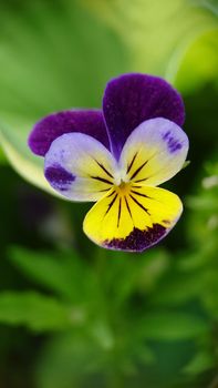 Background image of a tricolor flower pansies outdoors.Macrophotography.Texture or background