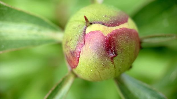 Close - up of an unopened peony bud against a background of grass .Macrophotography.Texture or background