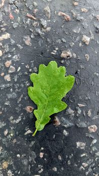 Macrophotography.Close-up. An oak leaf with raindrops on the surface lies on the road.Texture or background