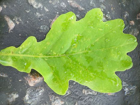 Macrophotography.Close-up. A large oak leaf with raindrops on the surface lies on the road.Texture or background