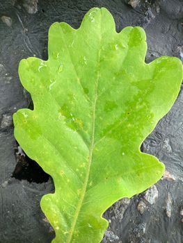 Macrophotography.Close-up. An oak leaf with raindrops lies on the asphalt in the open air.Texture or background