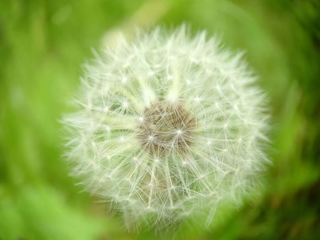 Macrophotography.Ripe spherical fluffy dandelion bud on a grass background .Texture or background
