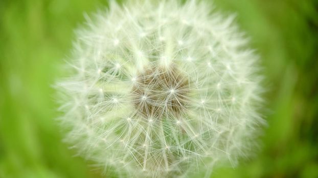 Macrophotography. Background image of a spherical shape of a dandelion bud.Texture or background