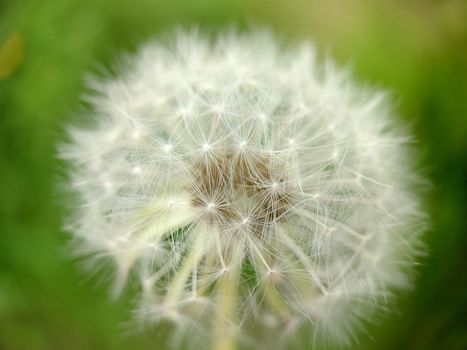 Macrophotography.Fluffy dandelion bud close - up on the background of grass .Texture or background