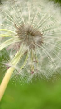 Macrophotography.Fluffy white dandelion bud on a green background .Texture or background