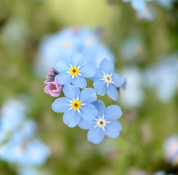 Macrophotography.Blooming little forget-me-nots flowers of pale blue color in the open air.Texture or background