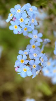 Macrophotography.Blooming forget-me-not pale blue on the background of grass outdoors. Texture or background