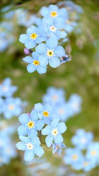 Macrophotography.Forget-me-nots are pale blue on a grass background. Texture or background.Selective focus.