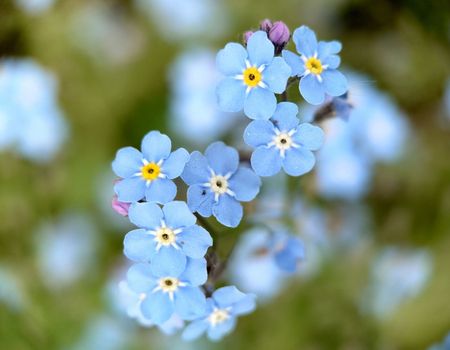 Macrophotography.Little pale blue forget-me-nots bloomed in the garden. Texture or background.Selective focus.