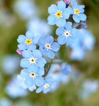 Macrophotography.Light blue forget-me-nots bloomed against the background of grass in the open air. Texture or background.Selective focus.