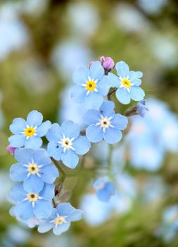 Macrophotography.Background image of small forget-me-nots flowers in the open air. Texture or background.Selective focus.