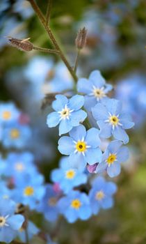 Macrophotography.Small light blue forget-me-nots outdoors. Texture or background.Selective focus.