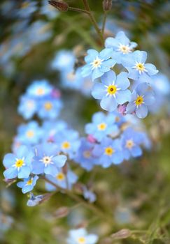 Macrophotography.Selective focus of forget-me-not flowers of light blue color. Texture or background.