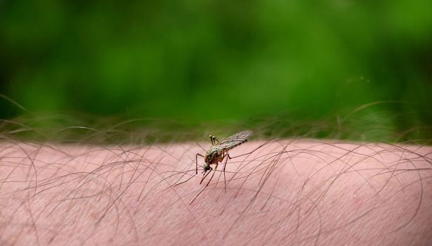 Macrophotography.A striped mosquito on a human leg drinks blood. Texture or background.Selective focus.