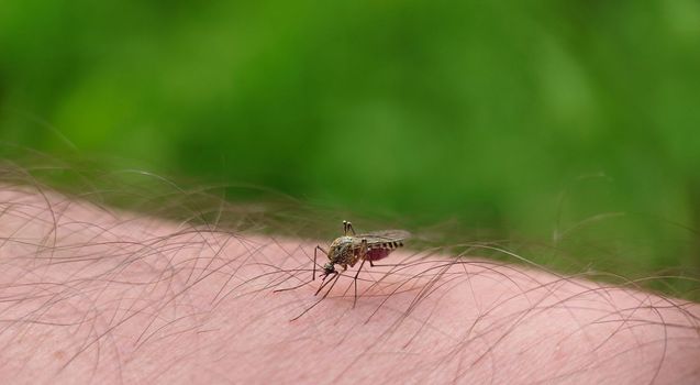 The mosquito got drunk on human blood in the open air.Macrophotography.Selective focus.