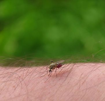 A mosquito drinks blood from a man's hairy leg in close-up.Macrophotography.Selective focus.