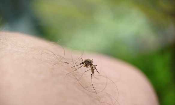 A striped mosquito landed on a man's leg against the background of grass in the open air.Macrophotography.Selective focus.