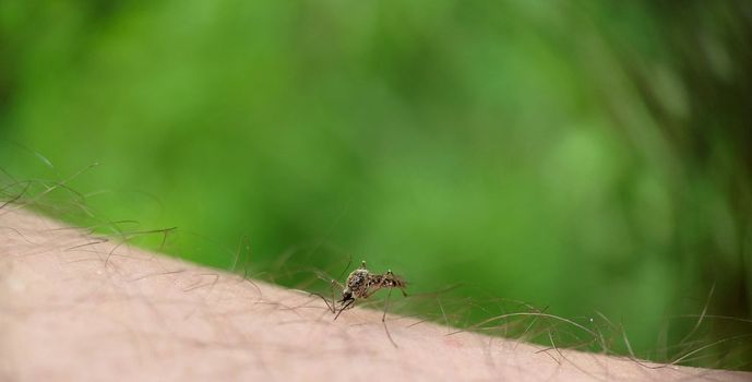 A striped mosquito bit a man on the leg against the background of grass in the open air.Macrophotography.Selective focus.