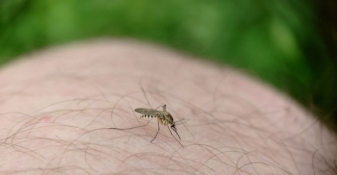 A striped mosquito sits on a man's leg against the background of grass outdoors.Macrophotography.Selective focus.