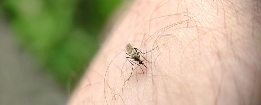 A striped mosquito drinks blood on a man's leg in close-up outdoors.Macrophotography.Selective focus.