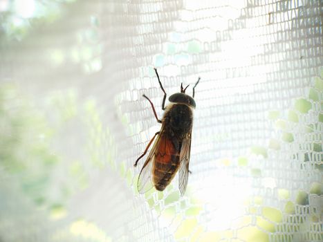 Macrophotography. Green-eyed insect horse fly close-up on white curtains.Texture or background.Selective focus.