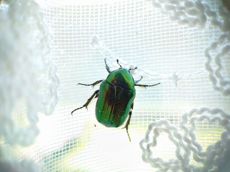 Macrophotography. Golden bronze, a bronze beetle crawls up the white lace curtains.Texture or background