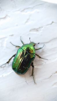 Macrophotography.A bronze beetle crawls on the white old windowsill.Texture or background.Selective focus.