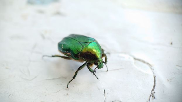 Macrophotography.A big green beetle on an old cracked white windowsill.Texture or background.Selective focus.