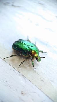 Macrophotography.A bronze-green beetle close-up on an old windowsill.Texture or background.Selective focus.