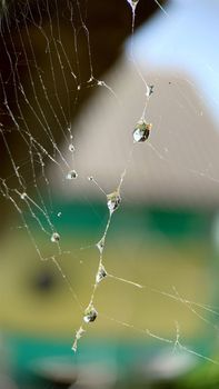 Raindrops are visible in close-up on the web.Macrophotography.Selective focus.