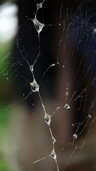 A background image of a wet web in the afternoon.Macrophotography.