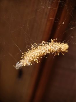 Macrophotography. A dry golden bundle with a larva weighs on the web. Texture or background